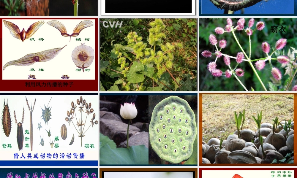 鄂教版小学科学五下《10.苗圃里的蒲公英》PPT课件【虚拟宝库网www.xunibaoku.com】.ppt