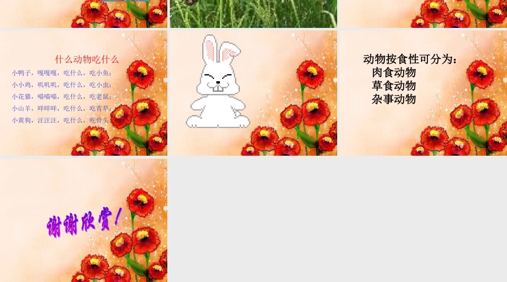 鄂教版小学科学五下《2.动物吃什么》PPT课件【虚拟宝库网www.xunibaoku.com】.ppt