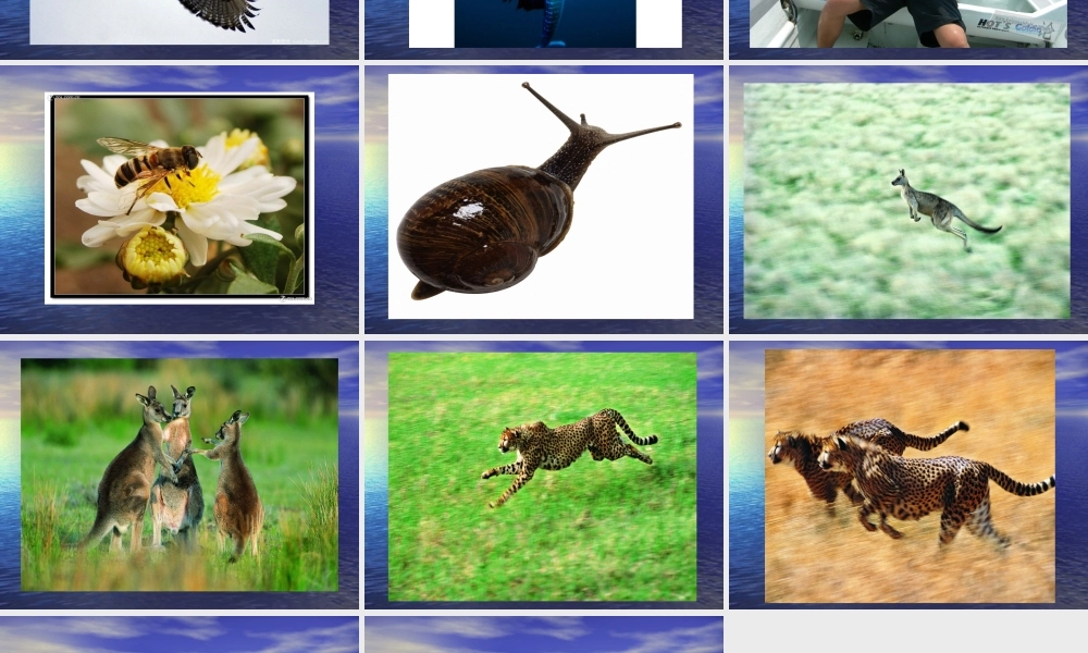 鄂教版小学科学五下《3.动物怎样运动》PPT课件【虚拟宝库网www.xunibaoku.com】.ppt