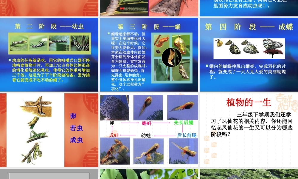 鄂教版小学科学五下《6.多彩的生命》PPT课件【虚拟宝库网www.xunibaoku.com】.ppt