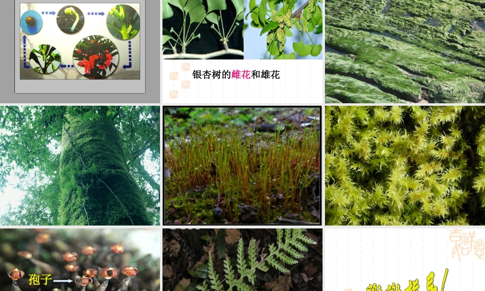 鄂教版小学科学五下《6.多彩的生命》PPT课件【虚拟宝库网www.xunibaoku.com】.ppt