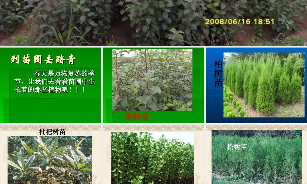 鄂教版小学科学五下《7.植物的繁殖》PPT课件【虚拟宝库网www.xunibaoku.com】.ppt