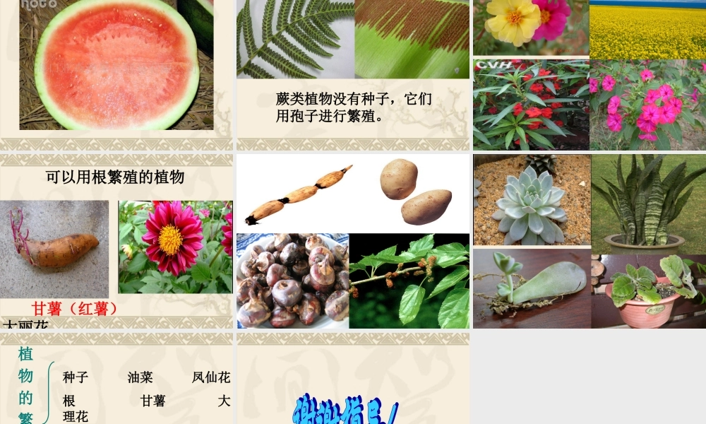 鄂教版小学科学五下《7.植物的繁殖》PPT课件【虚拟宝库网www.xunibaoku.com】.ppt