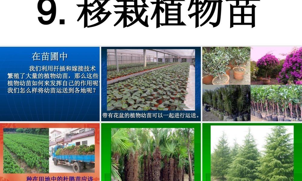 鄂教版小学科学五下《9.移载植物苗》PPT课件【虚拟宝库网www.xunibaoku.com】.ppt