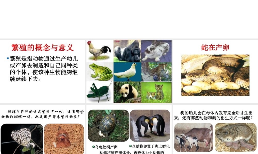 鄂教版小学科学五下《5.动物的繁殖》PPT课件(2)【虚拟宝库网www.xunibaoku.com】.ppt