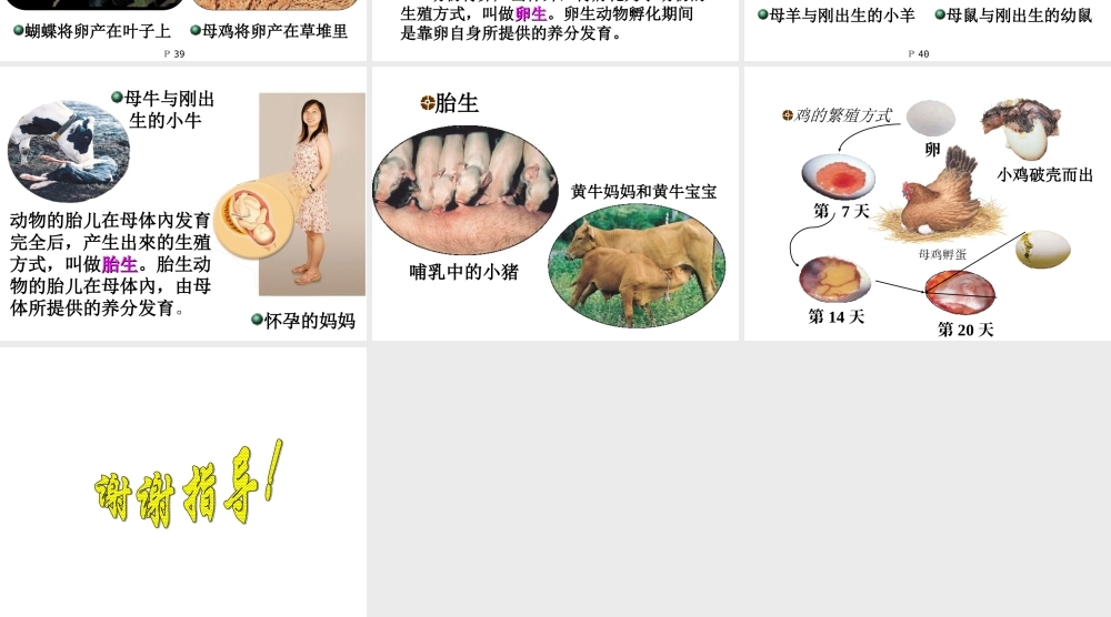 鄂教版小学科学五下《5.动物的繁殖》PPT课件(2)【虚拟宝库网www.xunibaoku.com】.ppt