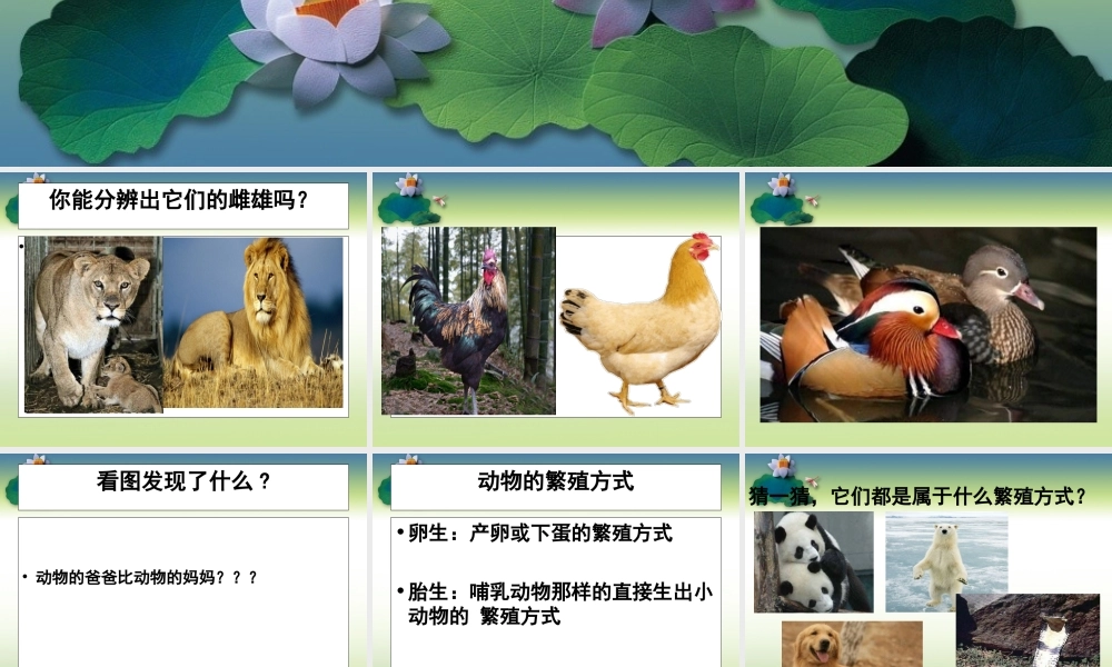 鄂教版小学科学五下《5.动物的繁殖》PPT课件(1)【虚拟宝库网www.xunibaoku.com】.ppt