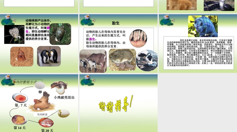 鄂教版小学科学五下《5.动物的繁殖》PPT课件(1)【虚拟宝库网www.xunibaoku.com】.ppt
