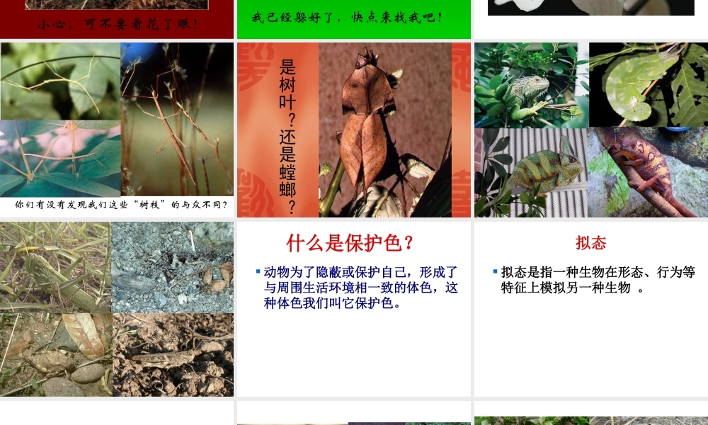 鄂教版小学科学五下《4.动物的防御》PPT课件【虚拟宝库网www.xunibaoku.com】.ppt