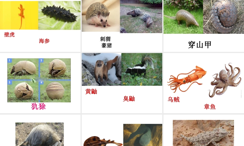 鄂教版小学科学五下《4.动物的防御》PPT课件【虚拟宝库网www.xunibaoku.com】.ppt