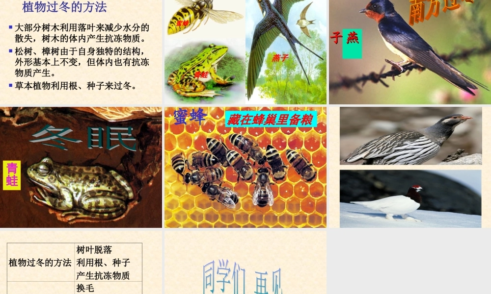 鄂教版小学科学六上《20动植物是怎样过冬的》PPT课件.ppt