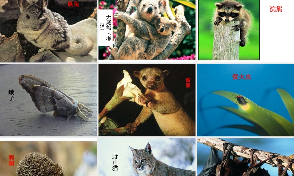 鄂教版小学科学六上《9一天中的动植物》PPT课件 (2).ppt