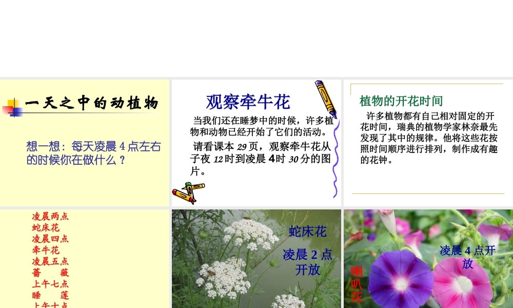 鄂教版小学科学六上《9一天中的动植物》PPT课件 (1).ppt