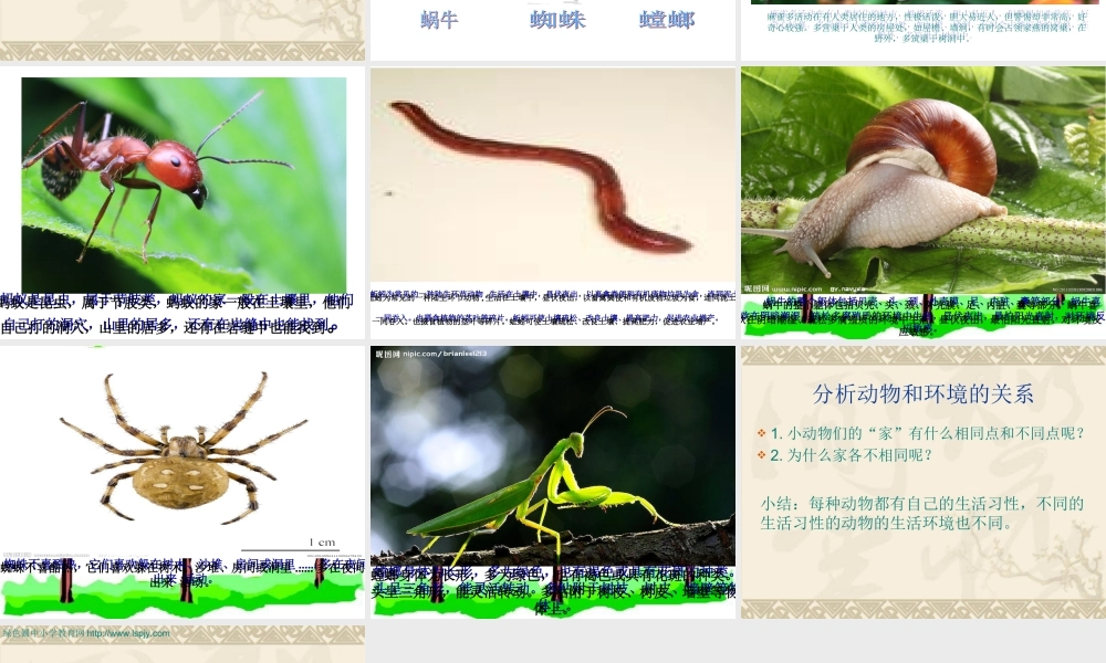 鄂教版小学科学四上《8小动物的家》PPT课件【虚拟宝库网www.xunibaoku.com】.ppt