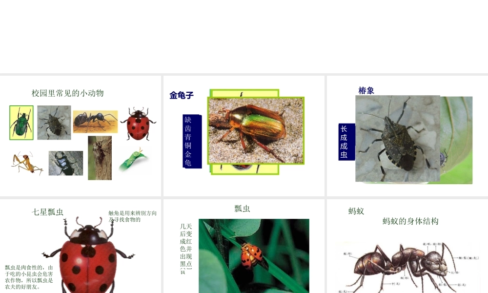 鄂教版小学科学四上《6校园里有哪些动填物》PPT课件 (2)【虚拟宝库网www.xunibaoku.com】.ppt