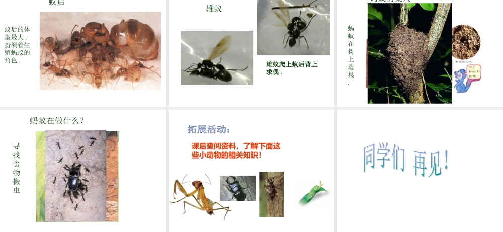 鄂教版小学科学四上《6校园里有哪些动填物》PPT课件 (2)【虚拟宝库网www.xunibaoku.com】.ppt