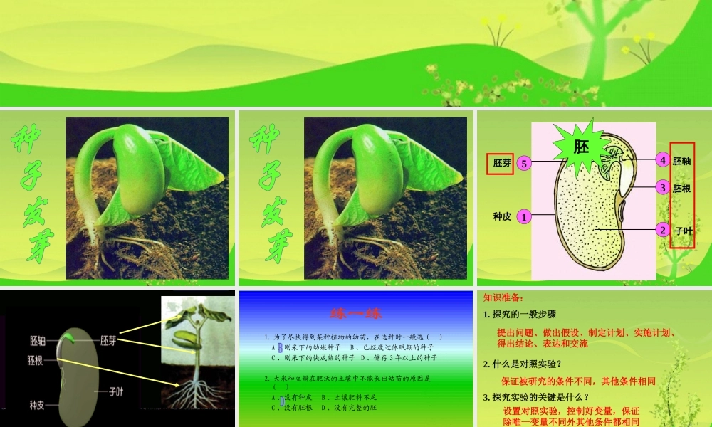 鄂教版小学科学四下优质公开课《2.种子发芽》PPT课件(5) 【虚拟宝库网www.xunibaoku.com】.ppt