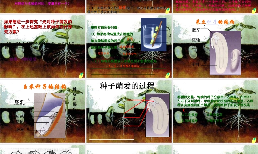 鄂教版小学科学四下优质公开课《2.种子发芽》PPT课件(4) 【虚拟宝库网www.xunibaoku.com】.ppt