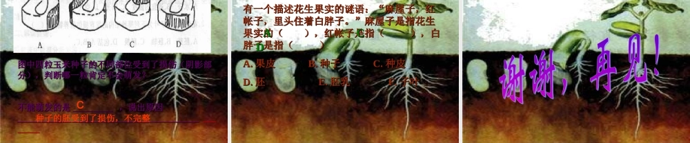 鄂教版小学科学四下优质公开课《2.种子发芽》PPT课件(4) 【虚拟宝库网www.xunibaoku.com】.ppt
