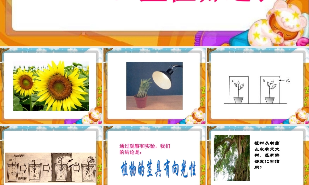 鄂教版小学科学四下优质公开课《5.茎往哪边长》PPT课件1【虚拟宝库网www.xunibaoku.com】.ppt