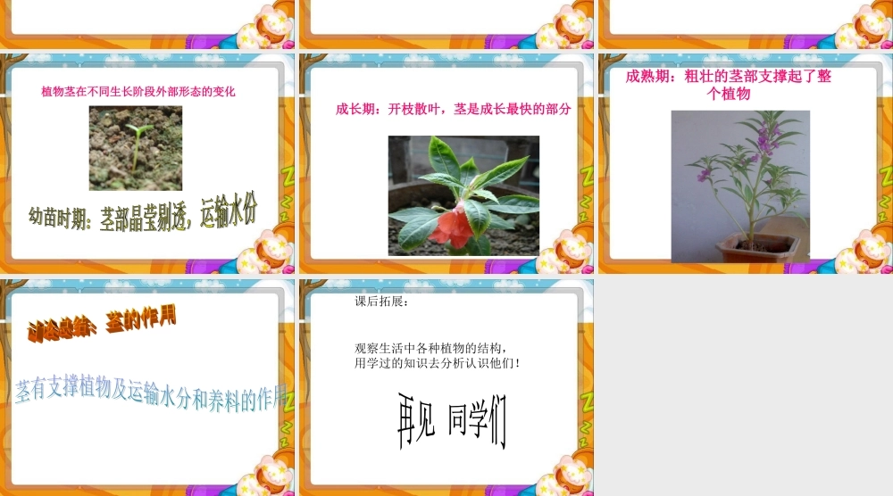 鄂教版小学科学四下优质公开课《5.茎往哪边长》PPT课件1【虚拟宝库网www.xunibaoku.com】.ppt
