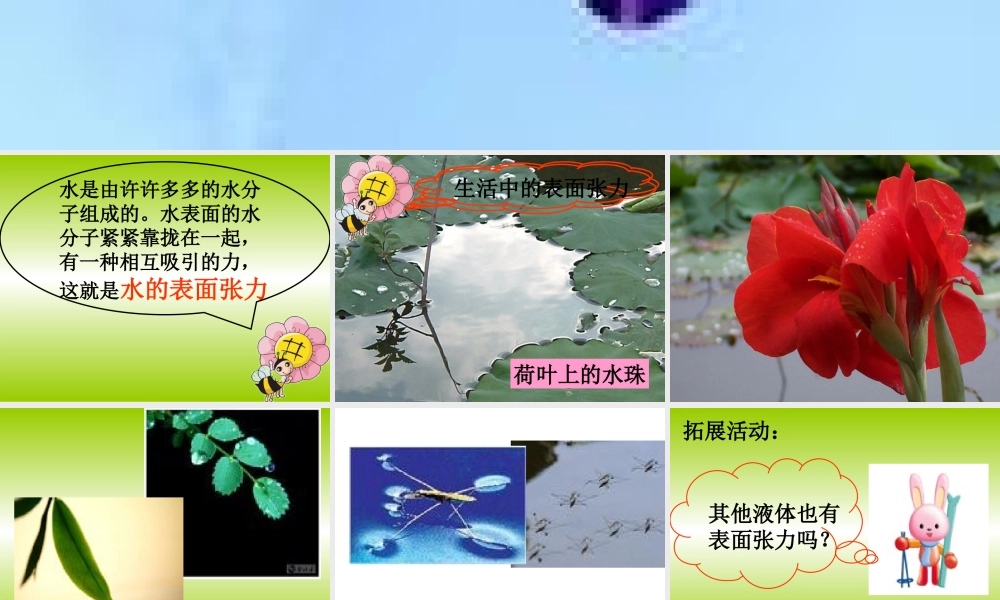 青岛小学科学三上《17 水面的秘密》PPT课件 (7) 【虚拟宝库网www.xunibaoku.com】.ppt