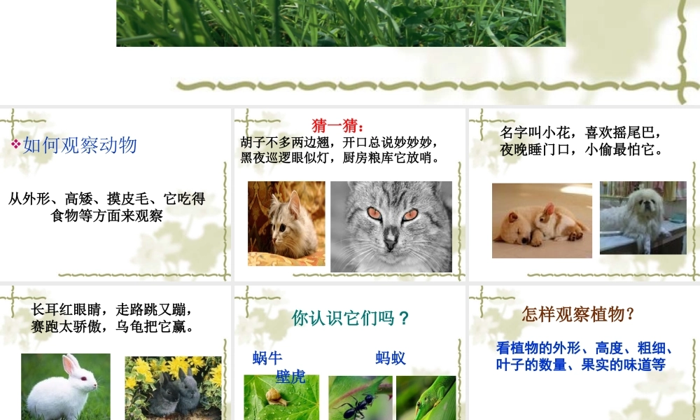青岛小学科学三上《3 我们身边的动植物》PPT课件 (5) 【虚拟宝库网www.xunibaoku.com】.ppt