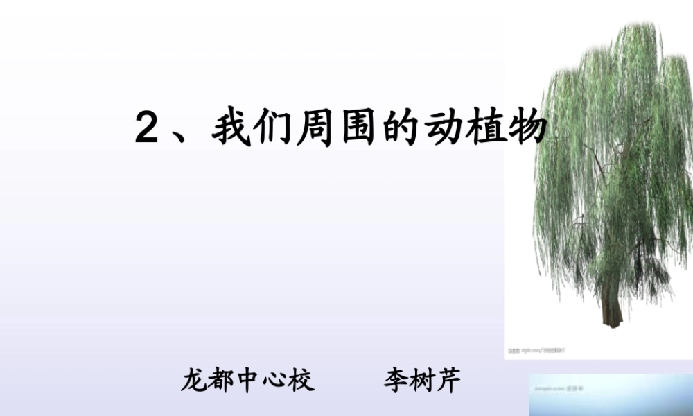 青岛小学科学三上《3 我们身边的动植物》PPT课件 (2) 【虚拟宝库网www.xunibaoku.com】.ppt