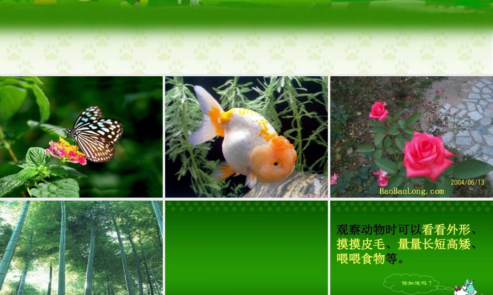 青岛小学科学三上《3 我们身边的动植物》PPT课件 (4) 【虚拟宝库网www.xunibaoku.com】.ppt