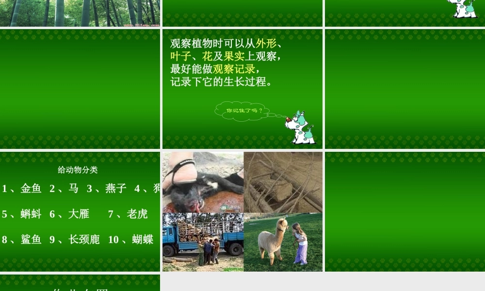 青岛小学科学三上《3 我们身边的动植物》PPT课件 (4) 【虚拟宝库网www.xunibaoku.com】.ppt