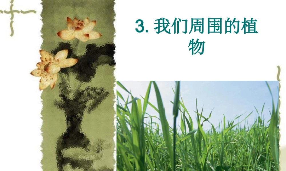 青岛小学科学三上《3 我们身边的动植物》PPT课件 (6) 【虚拟宝库网www.xunibaoku.com】.ppt