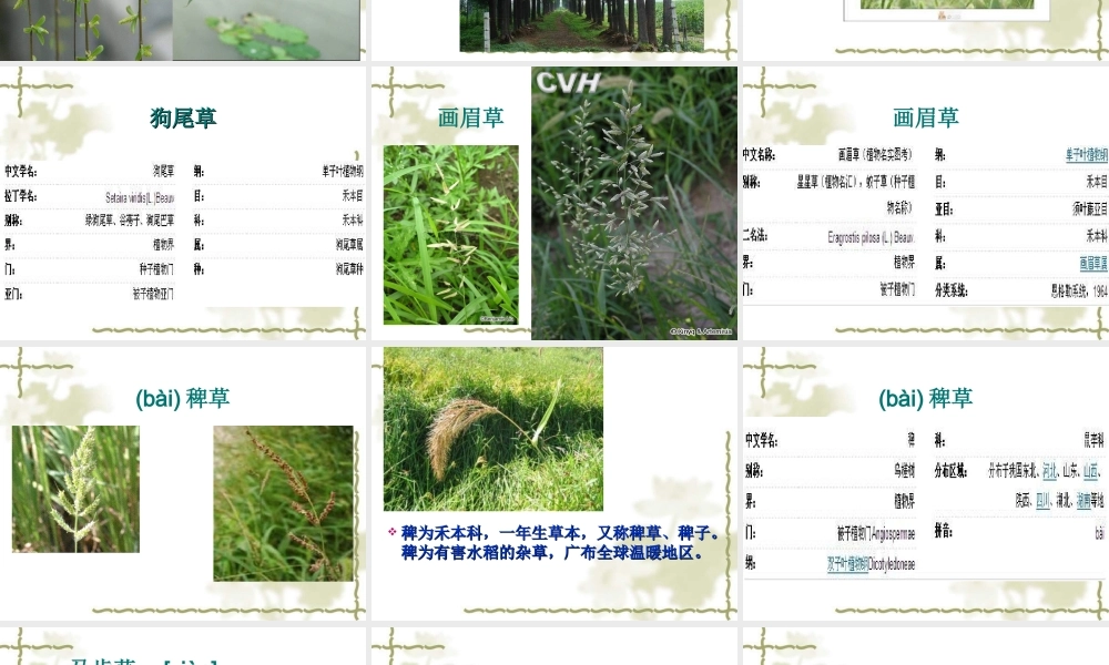 青岛小学科学三上《3 我们身边的动植物》PPT课件 (6) 【虚拟宝库网www.xunibaoku.com】.ppt