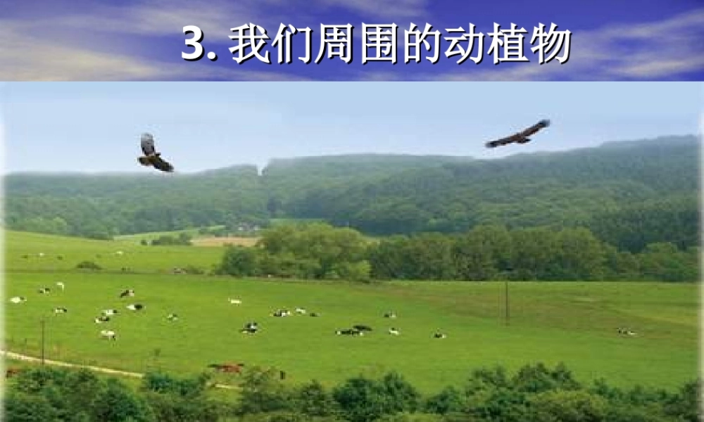 青岛小学科学三上《3 我们身边的动植物》PPT课件 (7) 【虚拟宝库网www.xunibaoku.com】.ppt