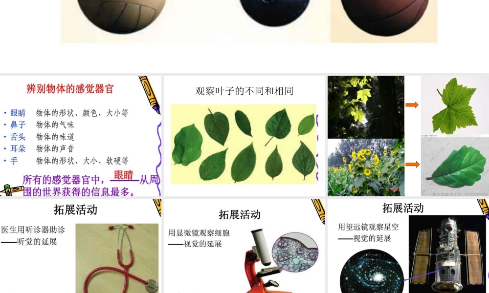 青岛小学科学三上《4 怎样认识物体》PPT课件 (8) 【虚拟宝库网www.xunibaoku.com】.ppt