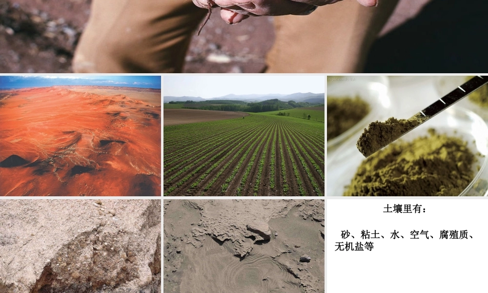 青岛小学科学三下《10 土壤里有什么》PPT课件 (1).ppt