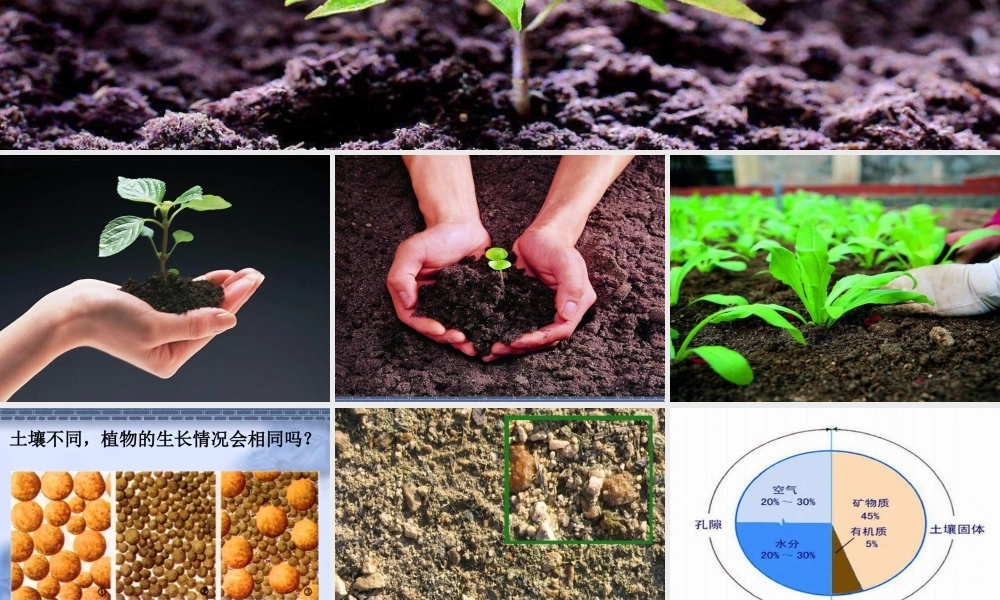 青岛小学科学三下《12 土壤与植物》PPT课件 (1).ppt