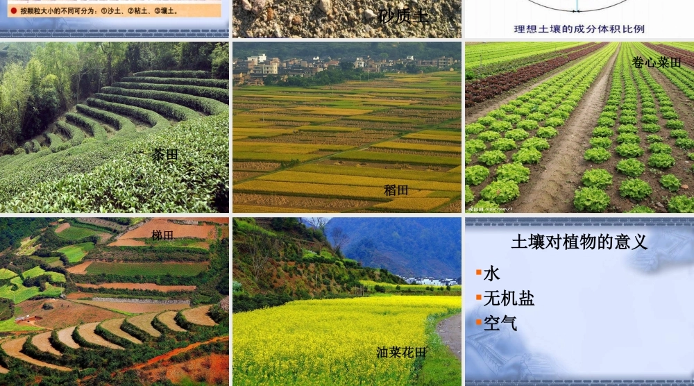 青岛小学科学三下《12 土壤与植物》PPT课件 (1).ppt