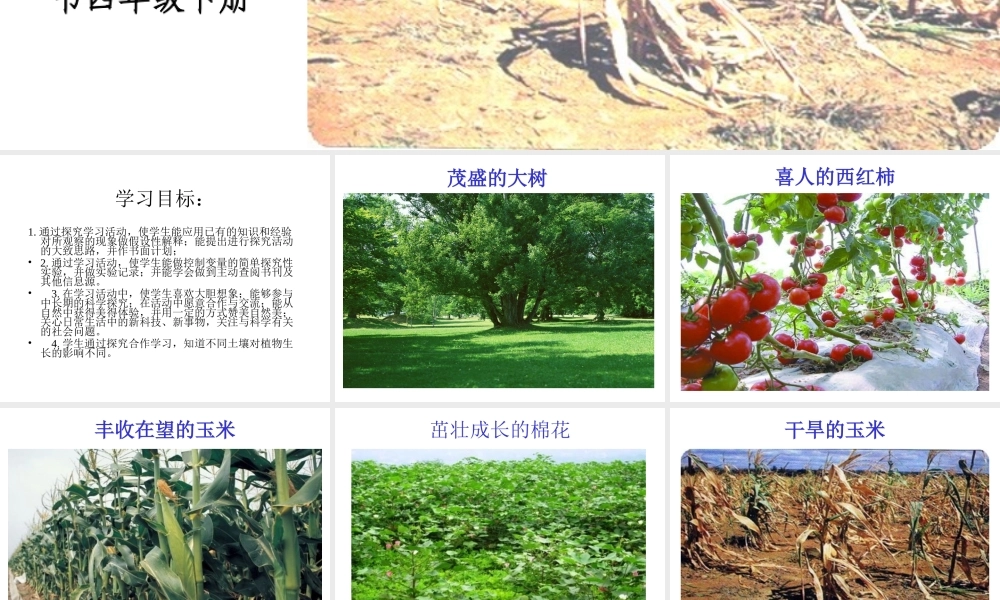 青岛小学科学三下《12 土壤与植物》PPT课件 (2).ppt