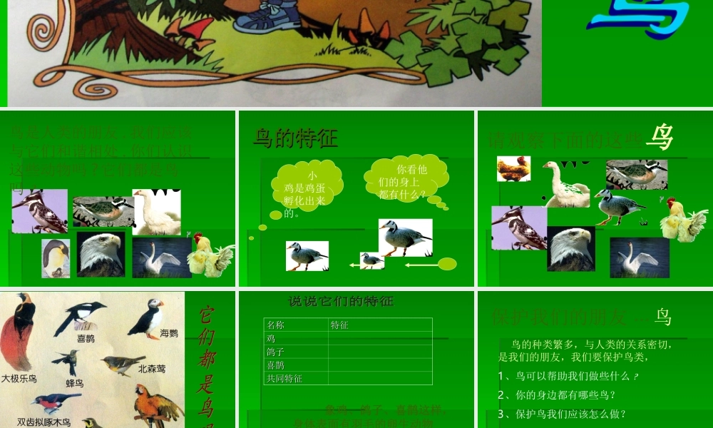 青岛小学科学三下《16 它们都是鸟》PPT课件 (5).ppt