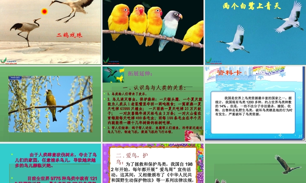 青岛小学科学三下《16 它们都是鸟》PPT课件 (4).ppt