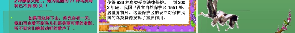 青岛小学科学三下《16 它们都是鸟》PPT课件 (4).ppt