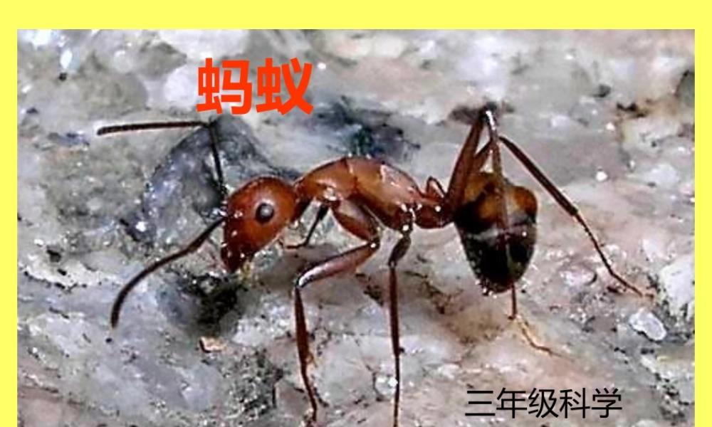 青岛小学科学三下《15 蚂蚁》PPT课件 .ppt