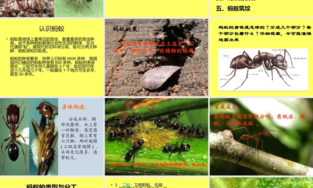 青岛小学科学三下《15 蚂蚁》PPT课件 .ppt
