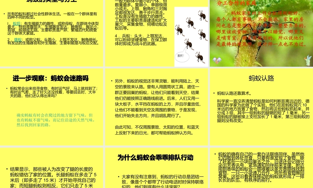 青岛小学科学三下《15 蚂蚁》PPT课件 .ppt