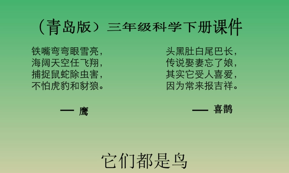 青岛小学科学三下《16 它们都是鸟》PPT课件 (2).ppt