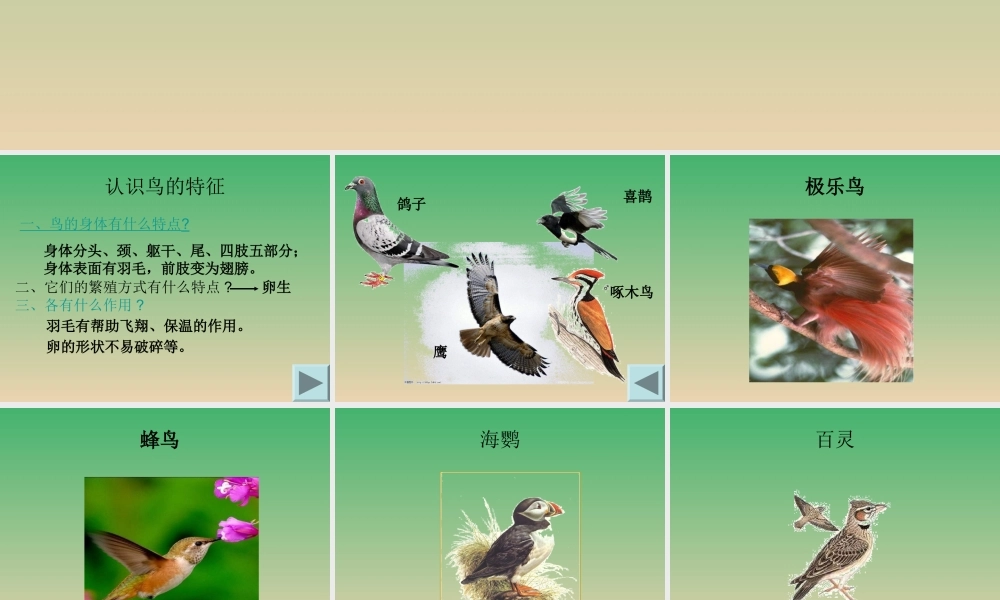 青岛小学科学三下《16 它们都是鸟》PPT课件 (2).ppt
