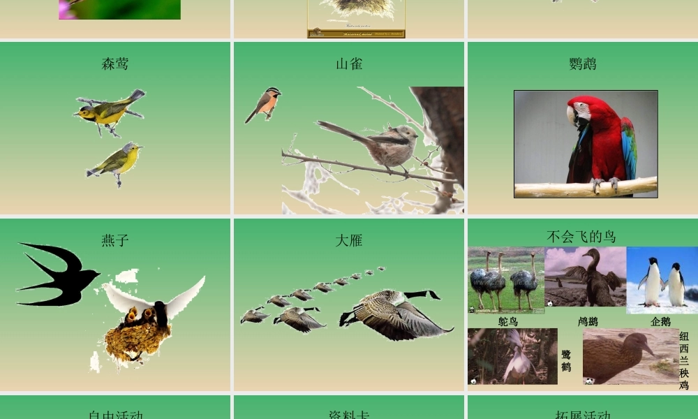 青岛小学科学三下《16 它们都是鸟》PPT课件 (2).ppt