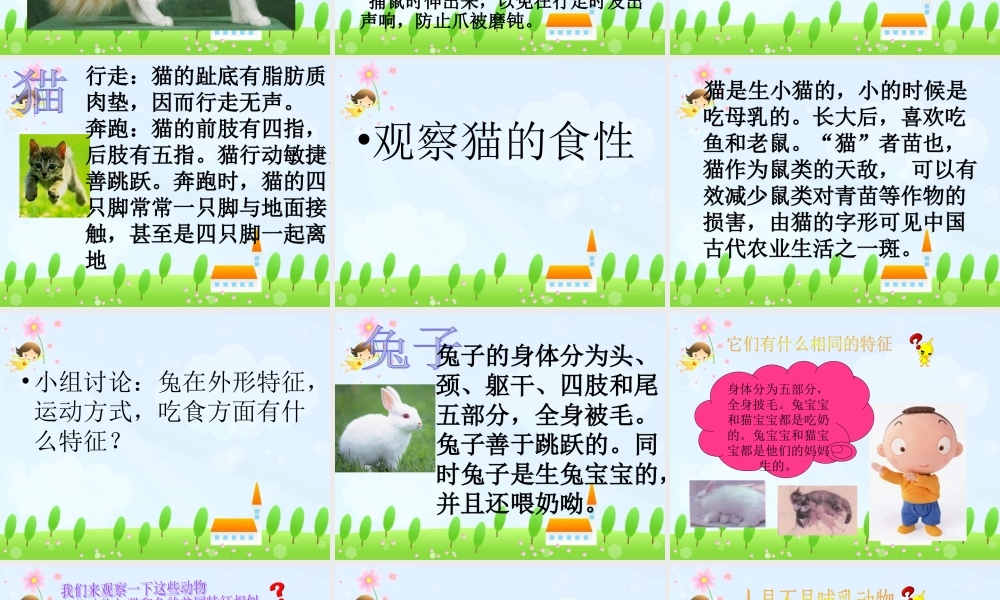 青岛小学科学三下《17 猫和兔》PPT课件 (4).ppt