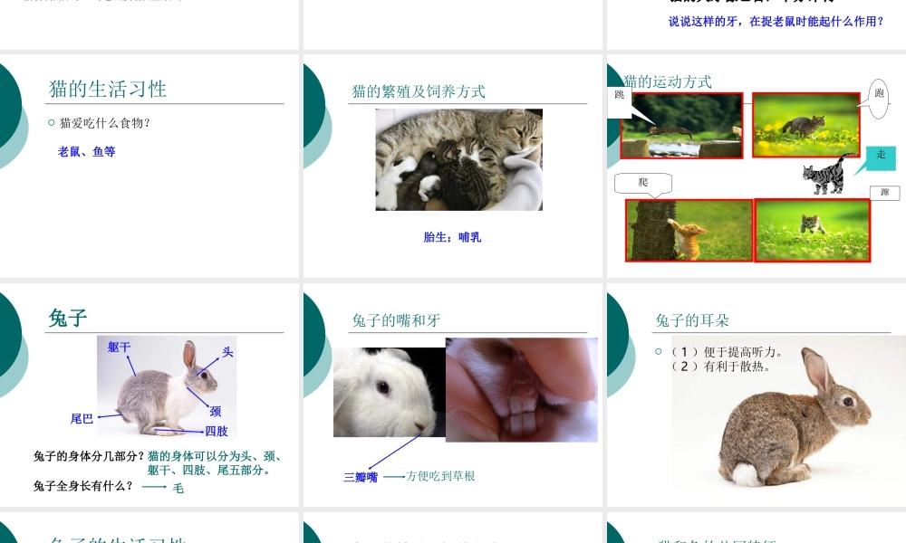 青岛小学科学三下《17 猫和兔》PPT课件 (3).ppt