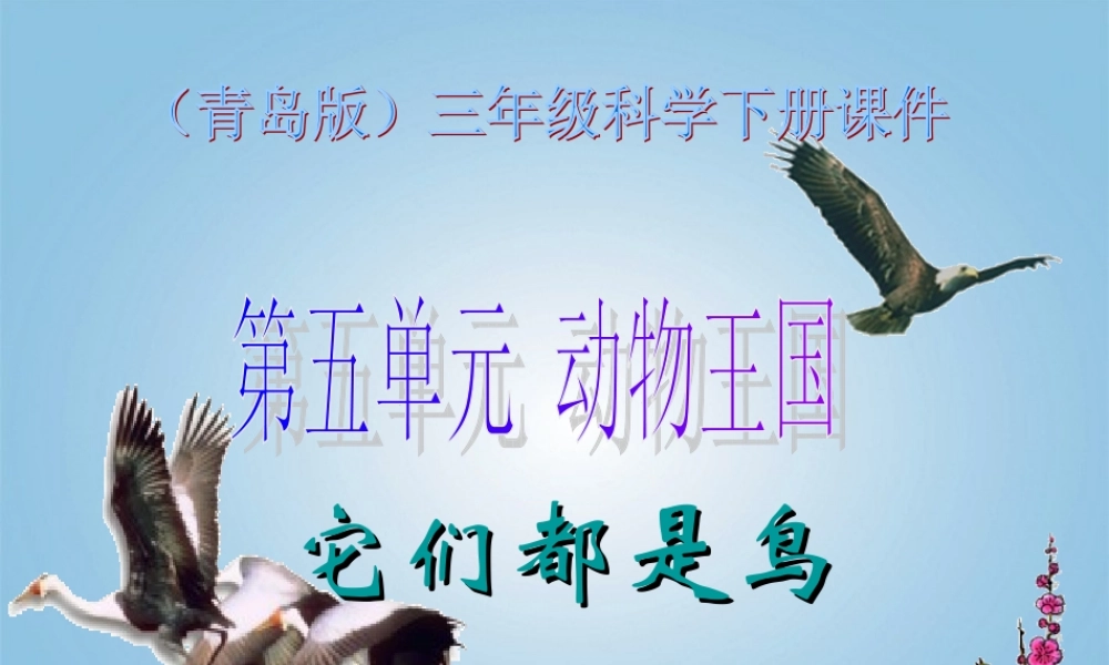 青岛小学科学三下《16 它们都是鸟》PPT课件 (7).ppt